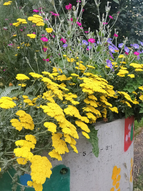 Anderston Green Spaces